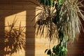 Close up of green leaves of dracaena marginata bicolor plant with shadow on wall , minimalistic style