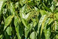 Close-up green leaves of East Asian or Japanese Alder Tree Alnus japonica in city park Krasnodar. Public landscape `Galitsky par