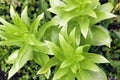 Close-up of green leaves of flower Lily at the garden, top view Royalty Free Stock Photo