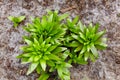 Close-up of green leaves of flower Lily at the garden, top view Royalty Free Stock Photo