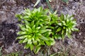 Close-up of green leaves of flower Lily at the garden, top view Royalty Free Stock Photo