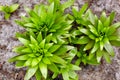 Close-up of green leaves of flower Lily at the garden, top view Royalty Free Stock Photo