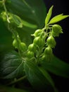 Close-up of green leaves and flowers, with focus on small blue flower in center. There are also several other smaller