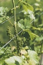 Green leaves of grape vine tree with unripe fruits Royalty Free Stock Photo