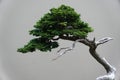 Close up of the green leaves of Hinoki False Cypress bonsai tree