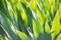 Green iris leaves in garden for abstract spring background Royalty Free Stock Photo