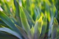 Green iris leaves in garden for abstract spring background Royalty Free Stock Photo