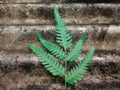 Close up green leaves isolated on fiber cement surface background