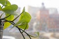 Close -up green leaves of ivy on the blurry background of the city landscape, horizontal Royalty Free Stock Photo