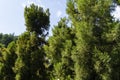 Close-up of green leaves Japanese Sugi pine Cryptomeria Japonica or Cupressus japonica. Japanese cedar