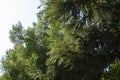 Close-up of green leaves Japanese Sugi pine Cryptomeria Japonica or Cupressus japonica. Japanese cedar Royalty Free Stock Photo