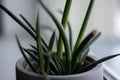 Close-up of green leaves. Landscaping at home and office