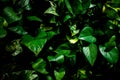 Close up of green leaves with light at night