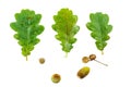 Close up of green leaves of an oak, acorns and hats from them on the white background Royalty Free Stock Photo