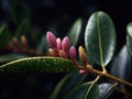 Close-up of green leaves and pink flowers on plant. The leaves are in focus, with some water droplets visible on them