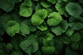 Close Up of Green Leaves on Plant Royalty Free Stock Photo