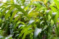 Close-up of a green leaves of Polypody Family, Polypodiaceae with Back light Royalty Free Stock Photo