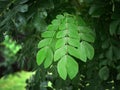 Close up Green Leaves of rain tree, Monkey pod, saman leaves, Selective focus, Natural Shape and Form, Outstanding, business