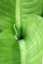 Close up of green leaves in the rainforest