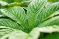 Close-up on green leaves of rodgersia aesculifolia plant