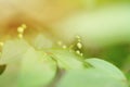 Close up of green leaves with small flower buds Royalty Free Stock Photo