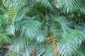 Close up of green Palm trees in Sapinho Island on a mild cloudy day. Camamu Bay, Marau Peninsula, Brazil Royalty Free Stock Photo