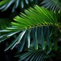 Close-up of green leaves and stems of plant, with one leaf in particular being highlighted. This leaf is positioned