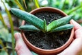 Close up of green leaves. Succulent Plant with dots in the pot. Close up, macro shot. Indoor gardening. Royalty Free Stock Photo