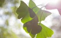 Close up of green leaves in sunlight, copy speace