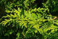 Close-up of green leaves Thuja plicata,  western red cedar Pacific red cedar, giant arborvitae in city park Krasnodar Royalty Free Stock Photo