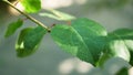 Close-up of green leaves on a tree shivering at wind