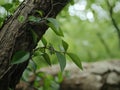 Close-up of green leaves on tree trunk Royalty Free Stock Photo