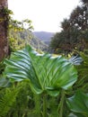Close up of green leaves of tropical plants in Botanical Garden of the French West Indies. Lush Caribbean vegetation. Nature