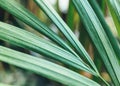 Close up of green leaves. Water drops on green leaf of palm tree, close up, macro shot. Big leaves with drops on it Royalty Free Stock Photo