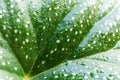 Close up of green leaves. Water drops on green leaf of palm tree, close up, macro shot. Big leaves with drops on it. Royalty Free Stock Photo