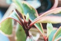 Close up of green leaves. Water drops on green leaf of palm tree, close up, macro shot. Big leaves with drops on it Royalty Free Stock Photo