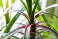 Close up of green leaves. Water drops on green leaf of palm tree, close up, macro shot. Big leaves with drops on it Royalty Free Stock Photo