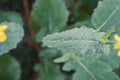 Green leaves wet with morning mist Royalty Free Stock Photo