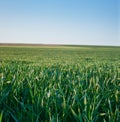 Close up of green leaves of wheat at focus Royalty Free Stock Photo