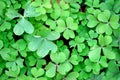 Close-up of green leaves of wood sorrel Oxalis Royalty Free Stock Photo