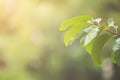 Close-up green leaves with yellow sunlight and defocus bokeh background during the rain.