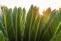 Close-up green leaves of young palm tree in backlit sunlight. Royalty Free Stock Photo