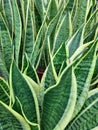 Close-up of the green leaves of a Yucca Royalty Free Stock Photo