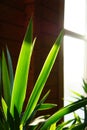 Close up of green leaves of yucca plant  against wooden wall with window , minimalistic style Royalty Free Stock Photo