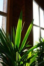 Close up of green leaves of yucca plant  against wooden wall with window , minimalistic style Royalty Free Stock Photo