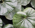 Close-up of Green Leopard Plant Leaves Royalty Free Stock Photo