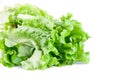 Close-up of Green Lettuce Royalty Free Stock Photo