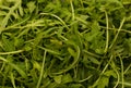 Close up of green lettuce arugula