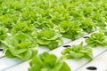 Close up Green lettuce in hydroponic farm background