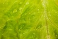 Close-up of green lettuce leaf with water drops. selective focus. macro shooting Royalty Free Stock Photo
